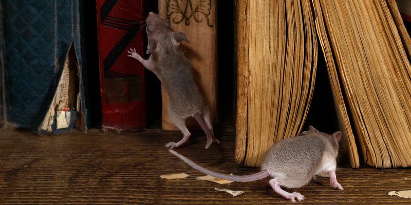 Pest control lewisham | Abra Pest Control South London | Close-up two young mice on the old books on the flooring in the library